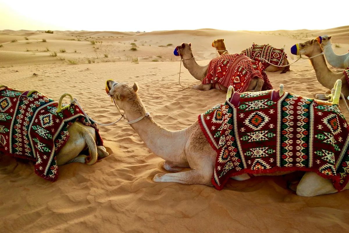 Camels resting on desert sand