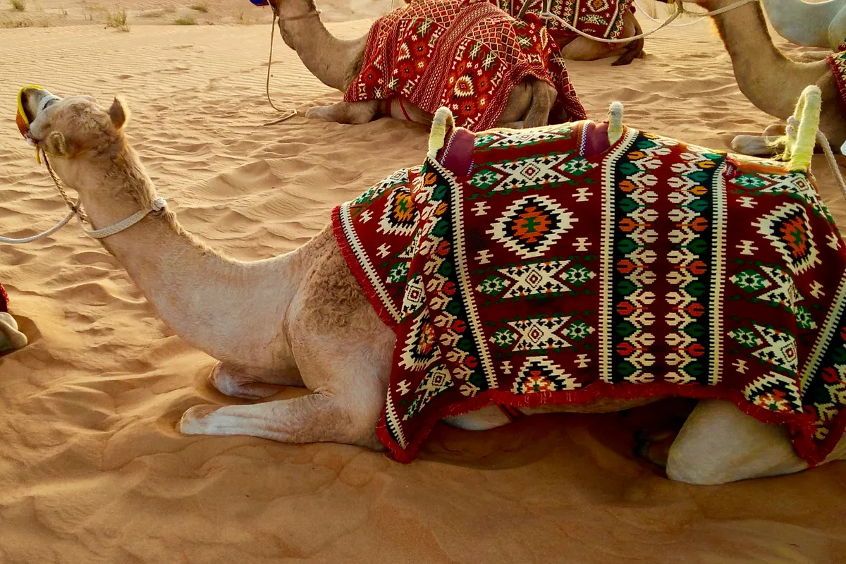Camel with a woven saddle resting on the sand